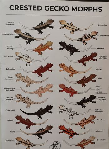 Hovedbilde Crestedgekko morph plakat 40x60cm