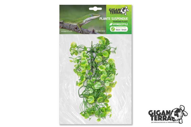 Hydrocotyle 36cm