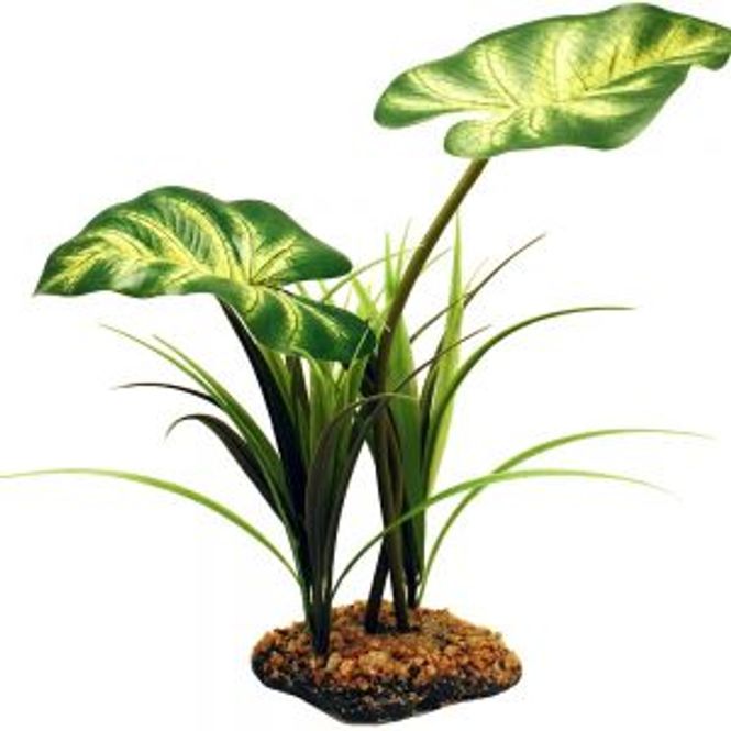 Hovedbilde Komodo Broadleaf canopy