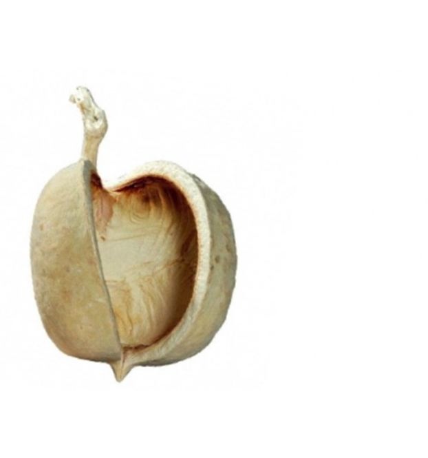 Hovedbilde Buddha nøtt