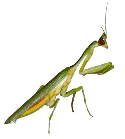 Hovedbilde Galinthias amoena / Kenyan Flower Mantis