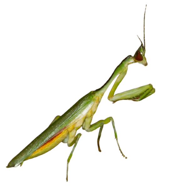 Galinthias amoena / Kenyan Flower Mantis