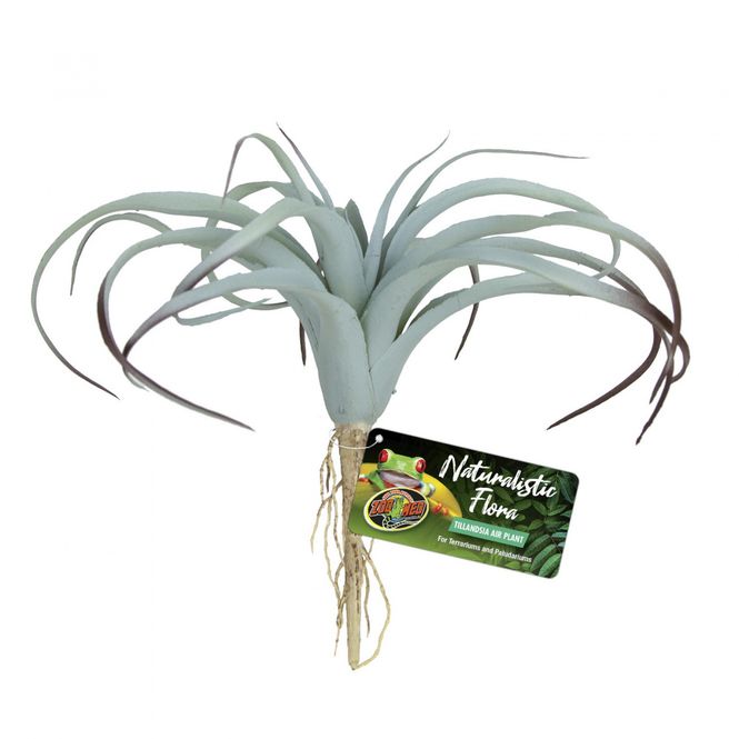 Hovedbilde Zoomed tillansia air plants