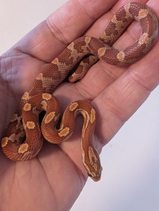 Kornsnok Hypo Motley 2025 