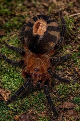 Hovedbilde Cyriocosmus perezmilesi sub adult hunn