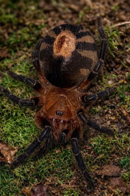 Hovedbilde Cyriocosmus perezmilesi sub adult hunn