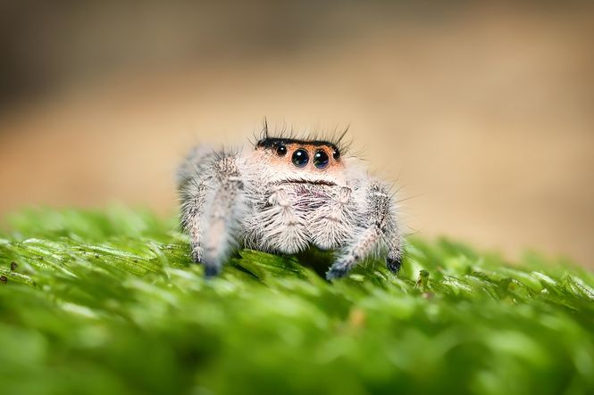 Hovedbilde Hoppeedderkopp Phidippus Regius Rastafari hunn
