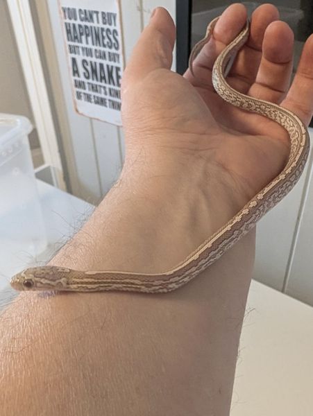 Kornsnok Ultramel Anery, Tessera 2025