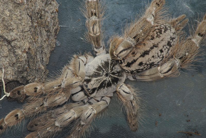 Stromatopelma calceatum Featherleg Baboon hunn
