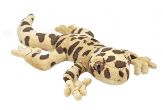Hovedbilde Leopardgekko