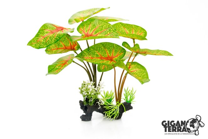Hovedbilde CALADIUM 30cm - 00231
