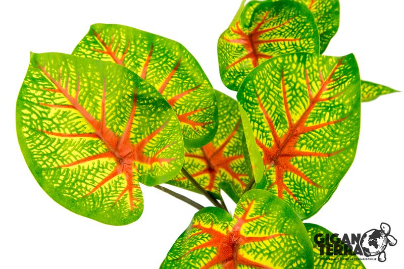 CALADIUM 30cm - 00231