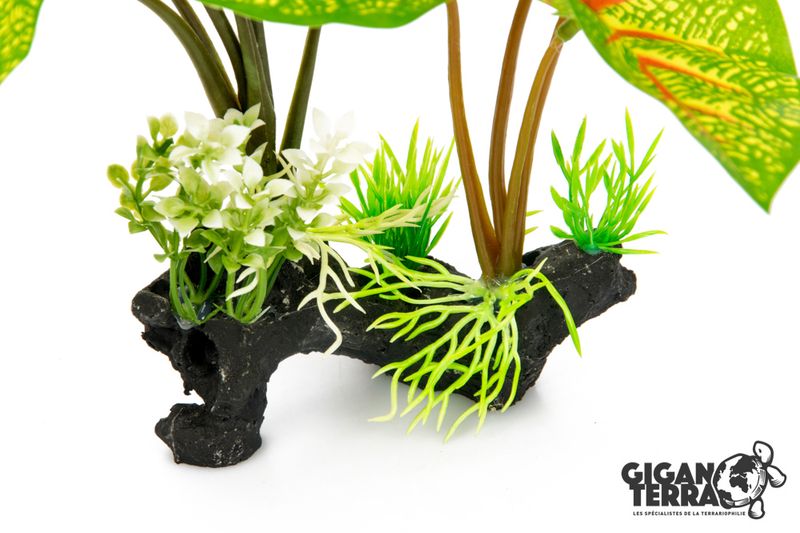 CALADIUM 30cm - 00231