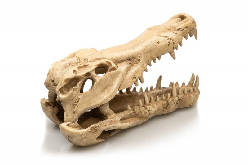 Krokodille 22x10x13cm