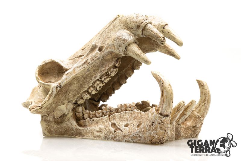 Sabeltanntiger 
