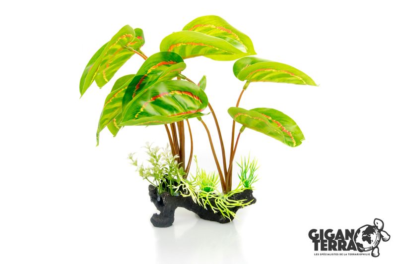 Marantha Leuconeura 30cm - 00230