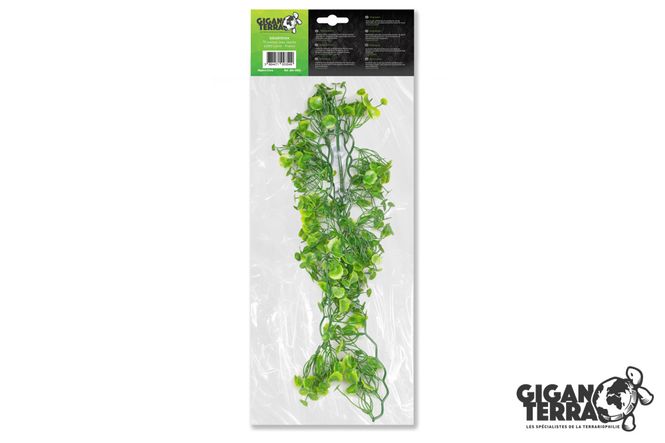 Hovedbilde Hydrocotyle L 56cm