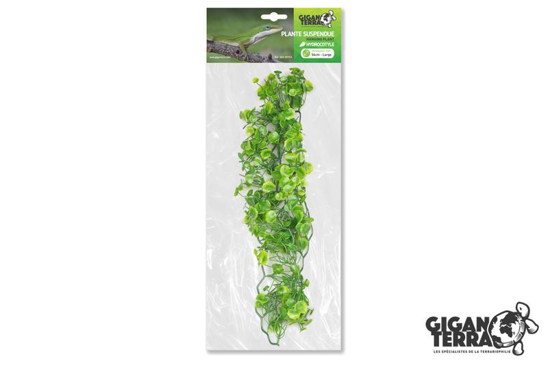 Hydrocotyle L 56cm