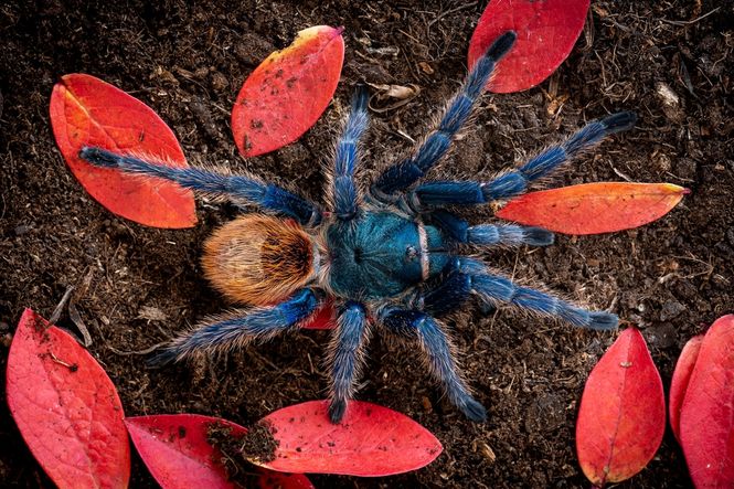 Hovedbilde Chromatopelma Cyaneopubescens Hunn ( Green bottle ...