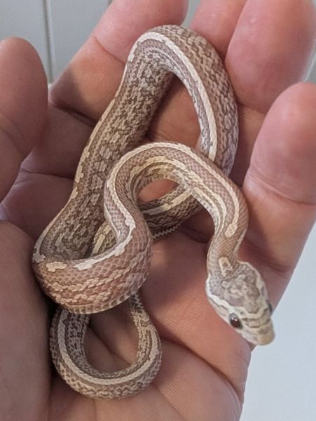 Kornsnok Ultramel Anery, Tessera 2025