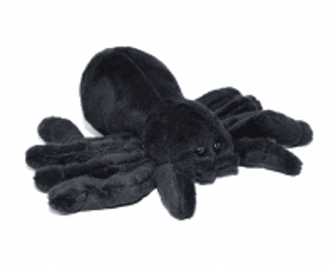 Hovedbilde Tarantella Grammostola