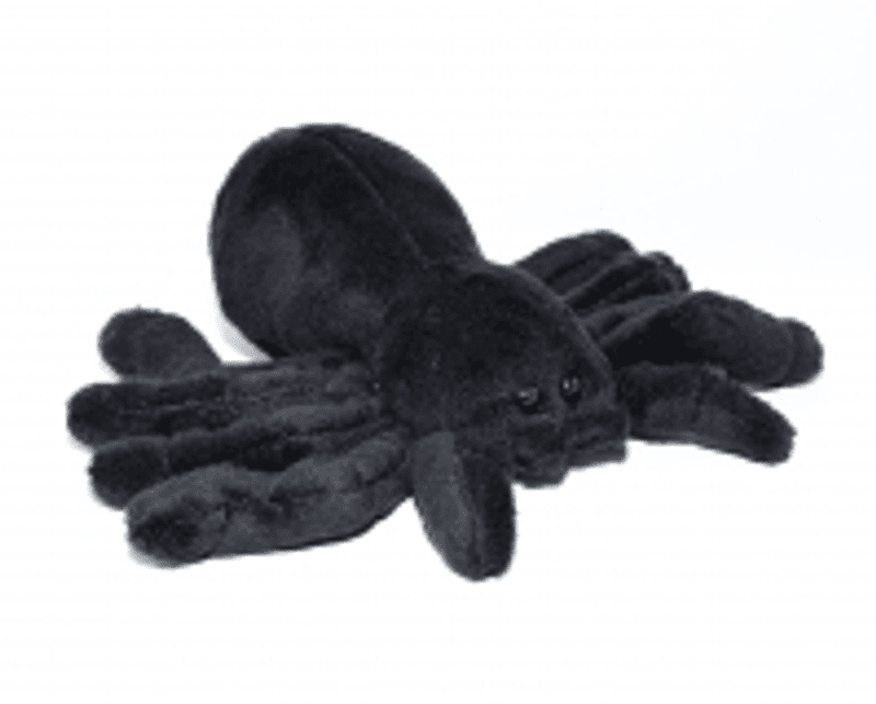 Tarantella Grammostola