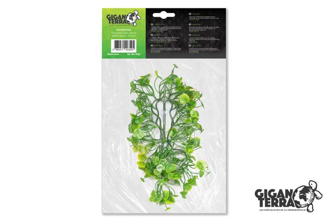 Hovedbilde Hydrocotyle 36cm