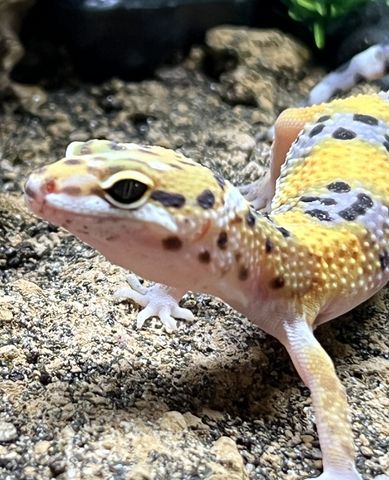 Hovedbilde Leopard gekko Tangerine het albino tremper ...