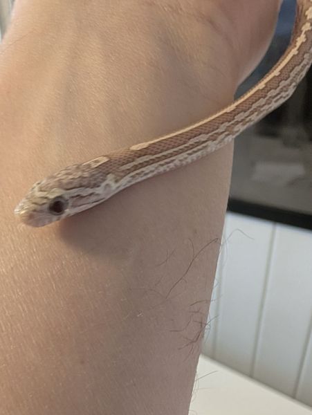 Kornsnok Ultramel Anery, Tessera 2025