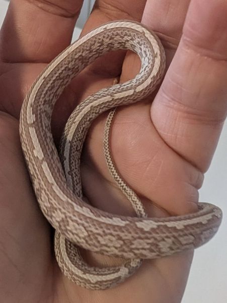 Kornsnok Ultramel Anery, Tessera 2025