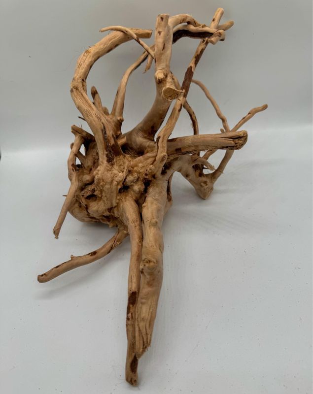 Desert root S 