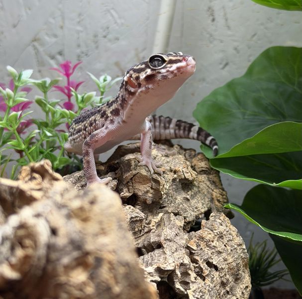 Leopard gekko Mack snow black night - 2025