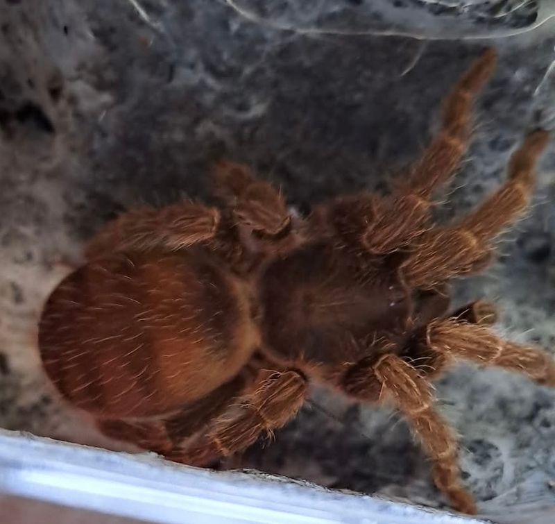 Guyruita cerrado sub adult hunn