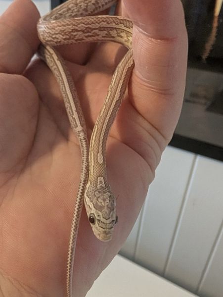 Kornsnok Ultramel Anery, Tessera 2025