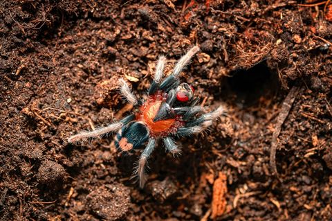 Hovedbilde Cyriocosmus elegans -Trinidad Dwarf Tiger