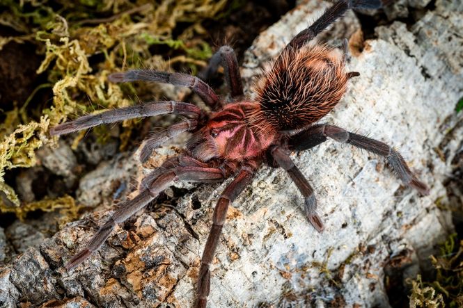 Hovedbilde Xenesthis Immanis  HUNN ca 5 cm