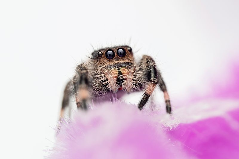 phidippus regius ocala Hunn