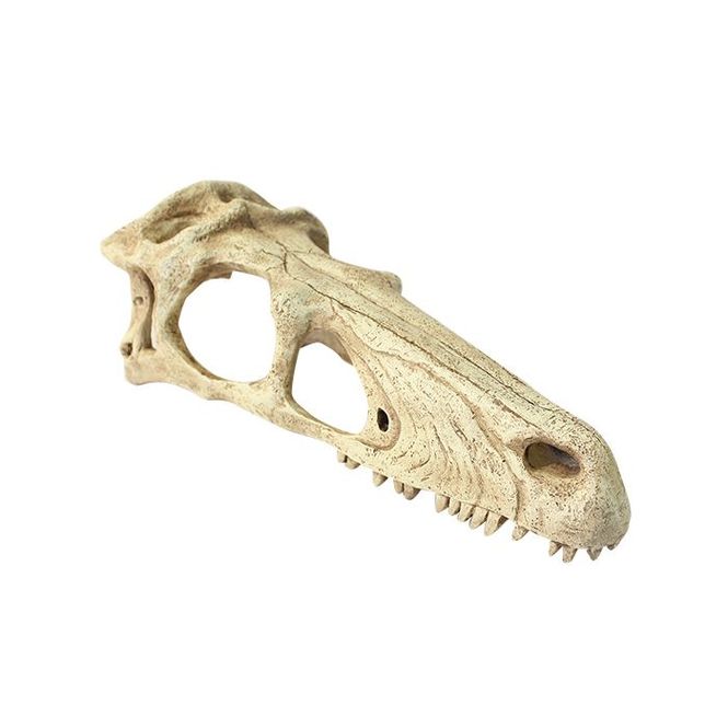Hovedbilde Komodo raptor skull S