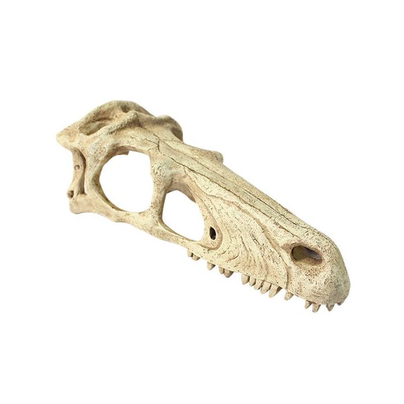 Komodo raptor skull S