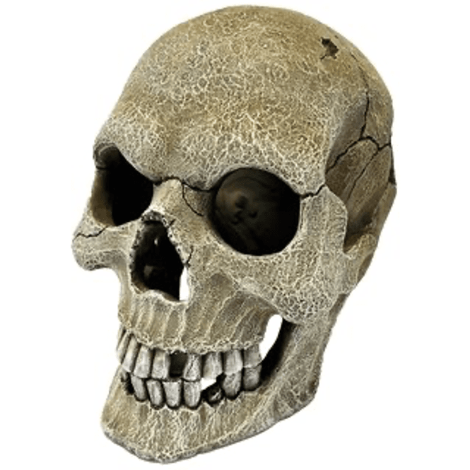 Hovedbilde Repto human skall XL