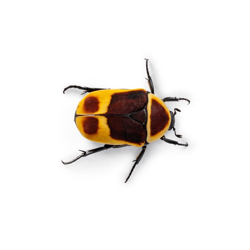 Sun beetle / Pachnoda marginata 1 stk