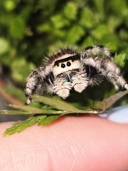 Hoppeedderkopp Phidippus Regius Bahamas hunn