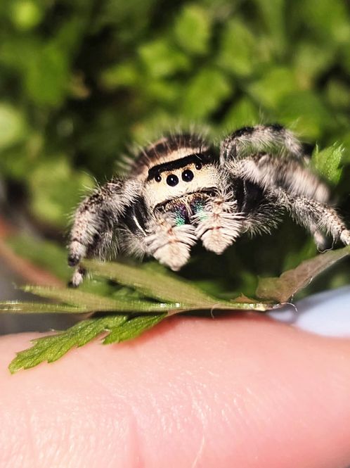 Hovedbilde Hoppeedderkopp Phidippus Regius Bahamas hann