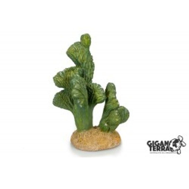 Cactus 00324- 13x11x18cm
