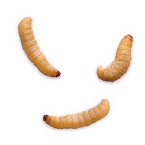 Hovedbilde Voksm&oslash;lllarver 50g / M&Aring; HENTES