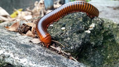 Hovedbilde Tusenben Thyropygus allevatus 1 stk