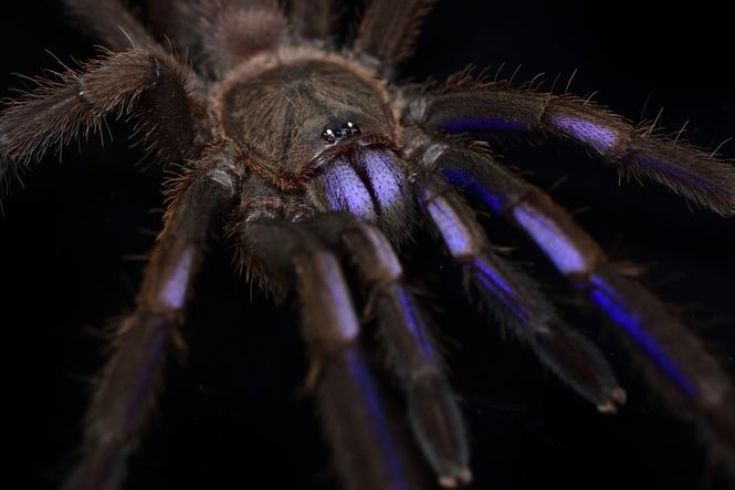 Hovedbilde Chilobrachys natanicharum ELECTRIC BLUE ...