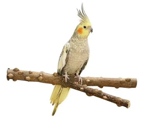 Hovedbilde Pepperperch Y 20x2cm