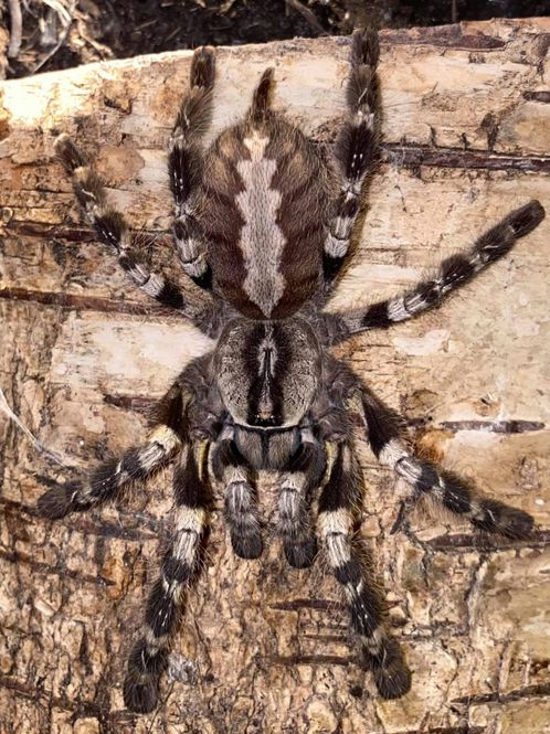 Hovedbilde POECILOTHERIA REGALIS (INDIAN ORNAMENTAL) Hunn ...