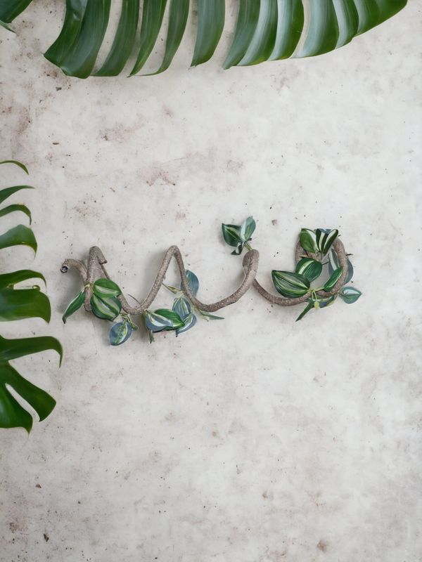 P2W Tradescantia vine  dia: 2cm 180cm